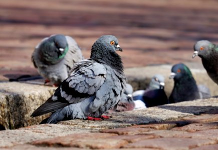 Pigeons And Doves Bird Fauna Beak photo