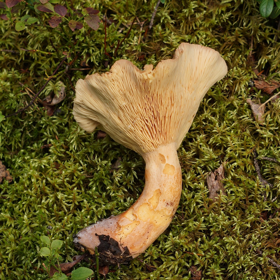 Mushroom gills mushroom cap extracted from the fungus