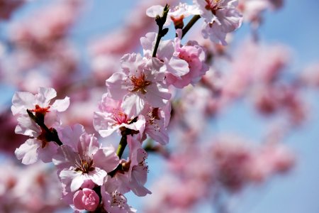 Blossom Pink Spring Branch