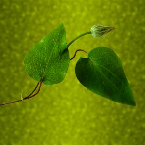 Leaf Plant Plant Stem Macro Photography photo