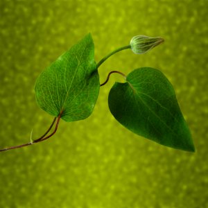 Leaf Plant Plant Stem Macro Photography