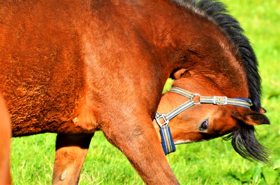 Horse Bridle Halter Mane
