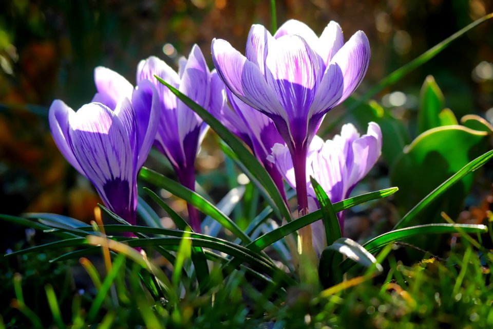 Flower Plant Crocus Flora photo