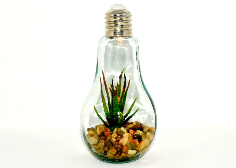 Glass Bottle Bottle Plant Flowerpot