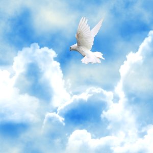 Sky Bird Daytime Cloud