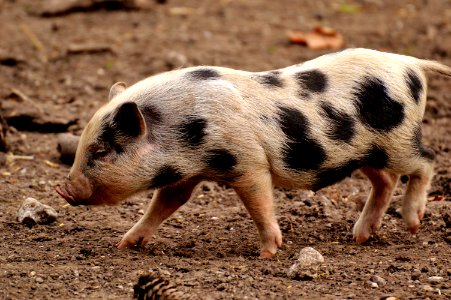 Pig Like Mammal Pig Domestic Pig Mammal photo