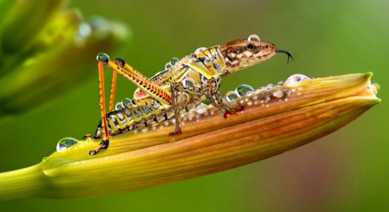 Insect Macro Photography Close Up Invertebrate