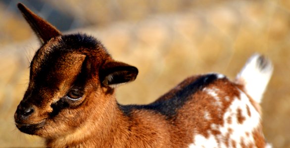 Wildlife Fauna Terrestrial Animal Goats photo