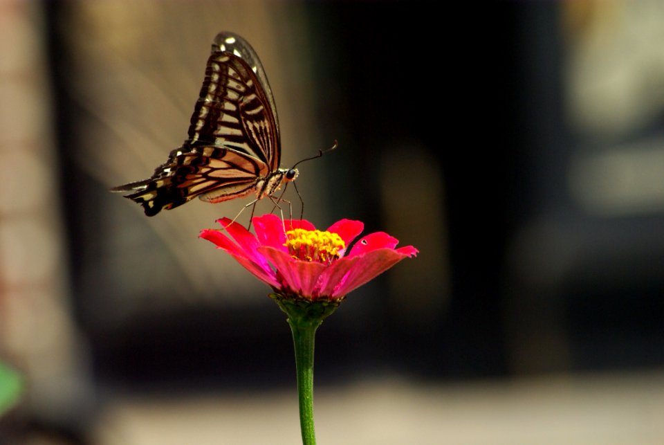 Butterfly Moths And Butterflies Insect Flower