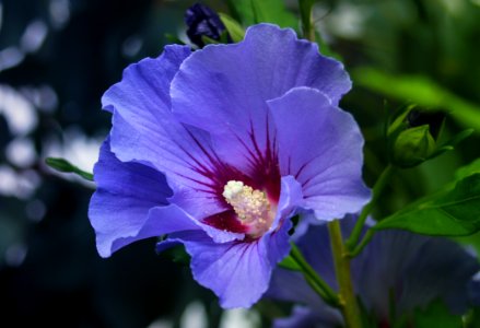 Flower Plant Flora Hibiscus