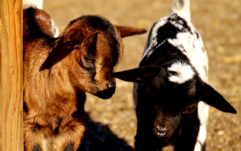 Goats Goat Fauna Cow Goat Family photo