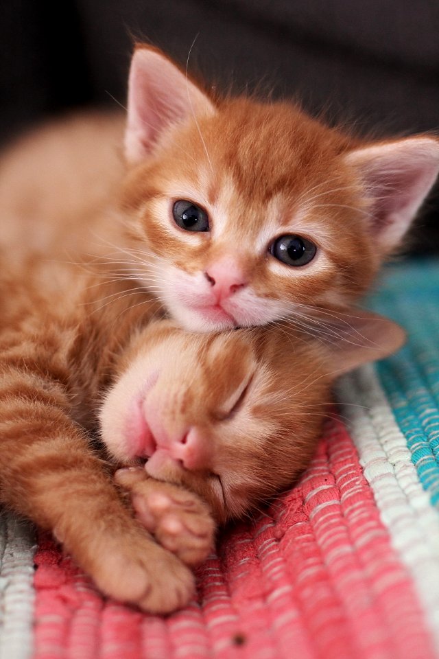 Cat Skin Whiskers Small To Medium Sized Cats