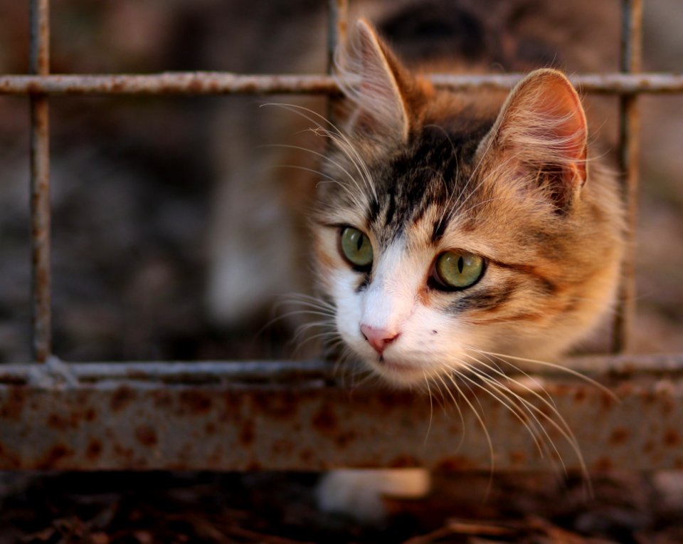 Cat Whiskers Fauna Small To Medium Sized Cats