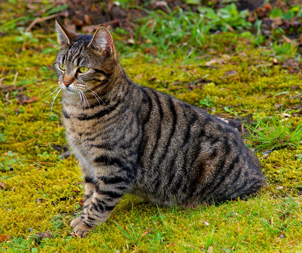Cat Dragon Li Tabby Cat Whiskers