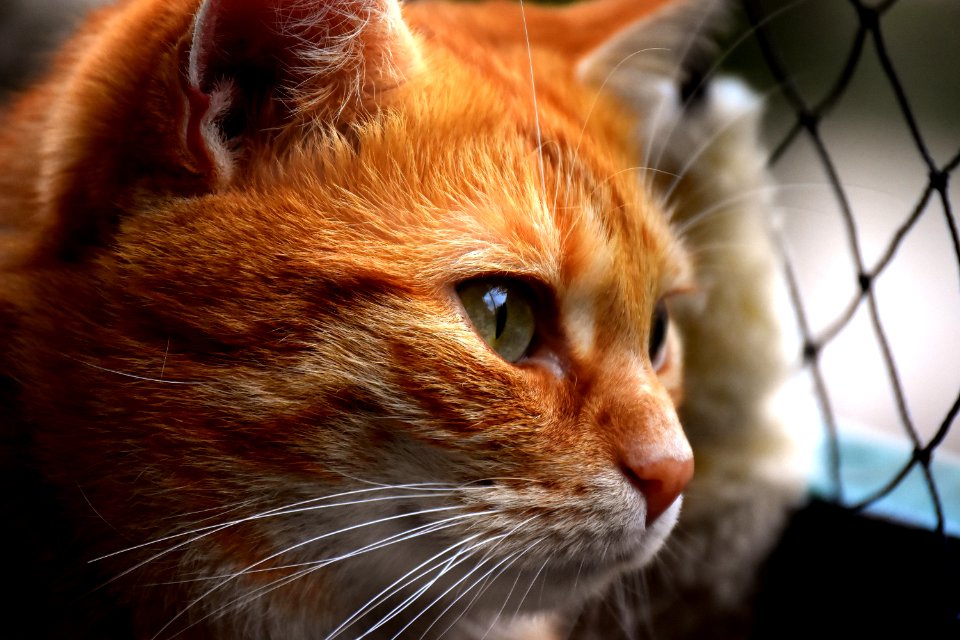 Cat Whiskers Fauna Mammal