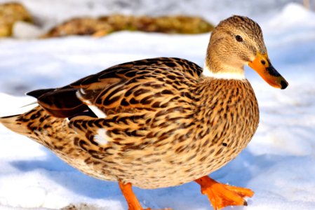 Bird Duck Mallard Ducks Geese And Swans photo