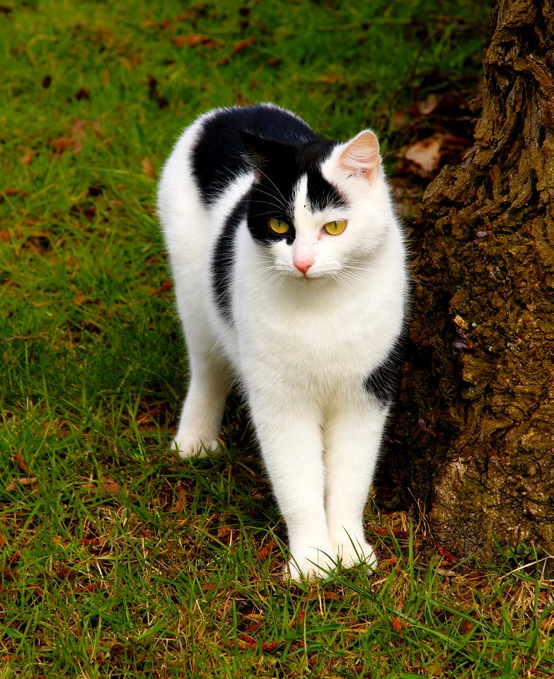 Cat Fauna Whiskers Small To Medium Sized Cats photo