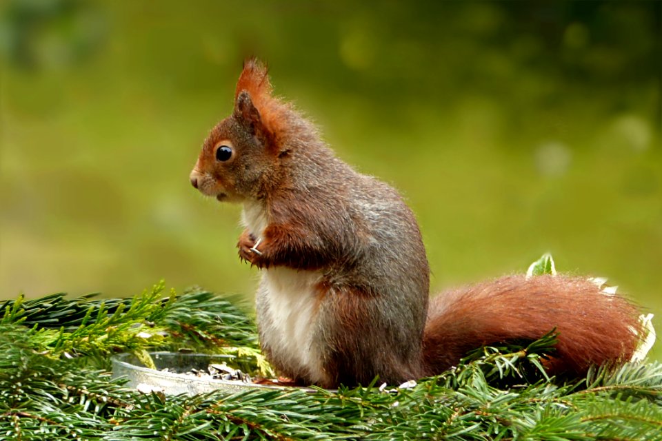 Squirrel Fauna Mammal Fox Squirrel