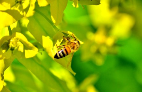 Insect Yellow Honey Bee Bee photo