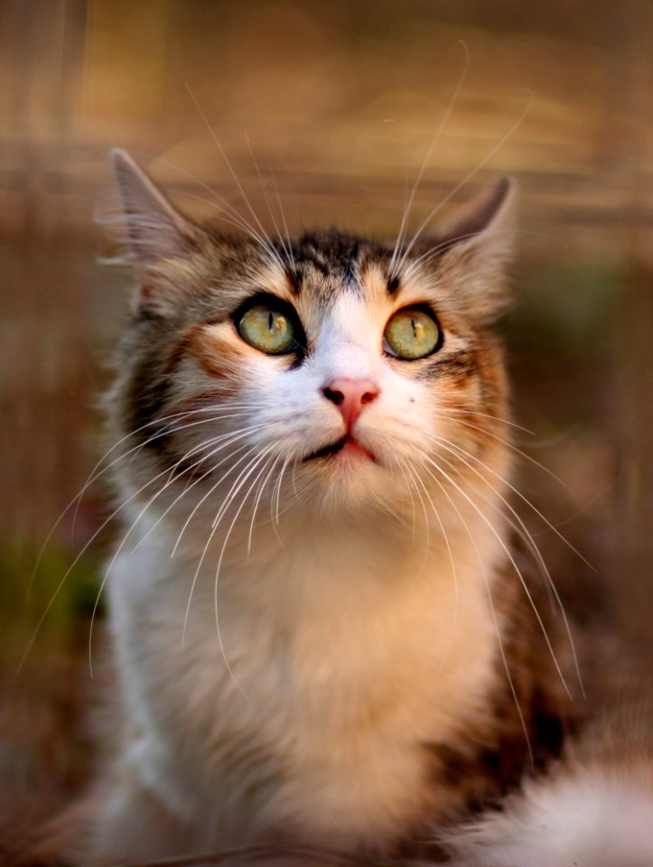 Cat Whiskers Fauna Small To Medium Sized Cats
