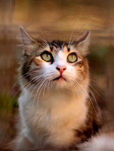 Cat Whiskers Fauna Small To Medium Sized Cats