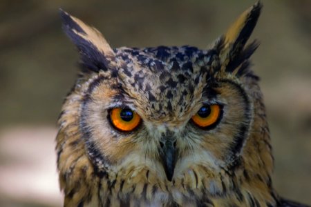 Owl Beak Bird Bird Of Prey photo