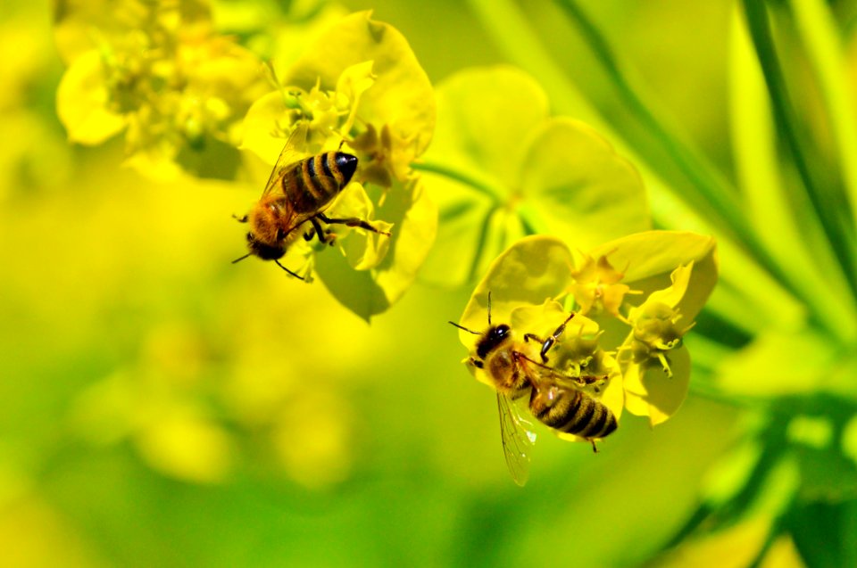 Honey Bee Insect Bee Yellow photo