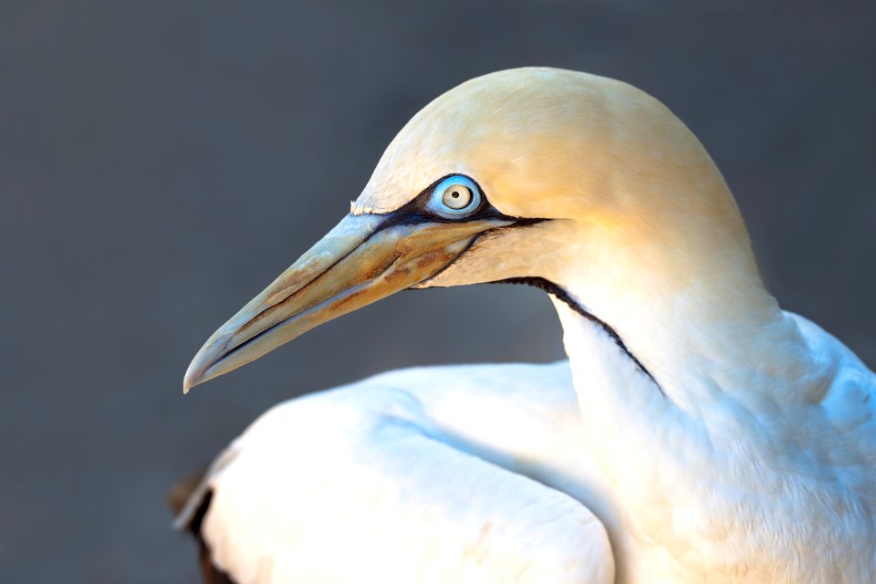 Bird Beak Fauna Gannet