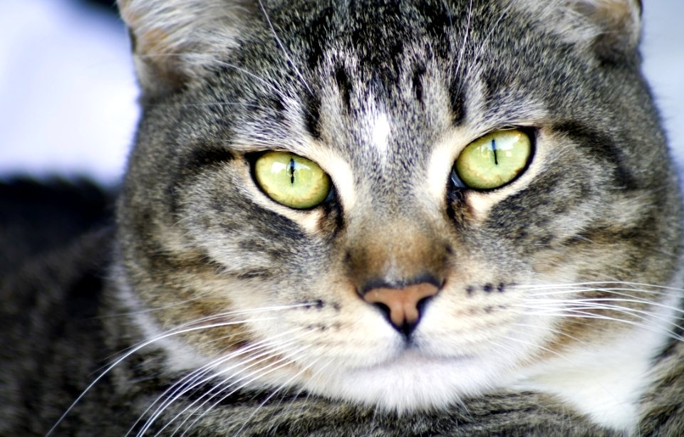 Cat Whiskers Mammal Fauna