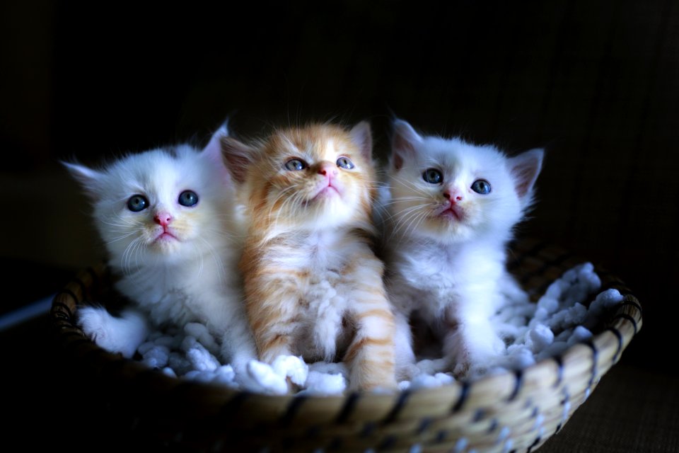 Cat Small To Medium Sized Cats Mammal Cat Like Mammal