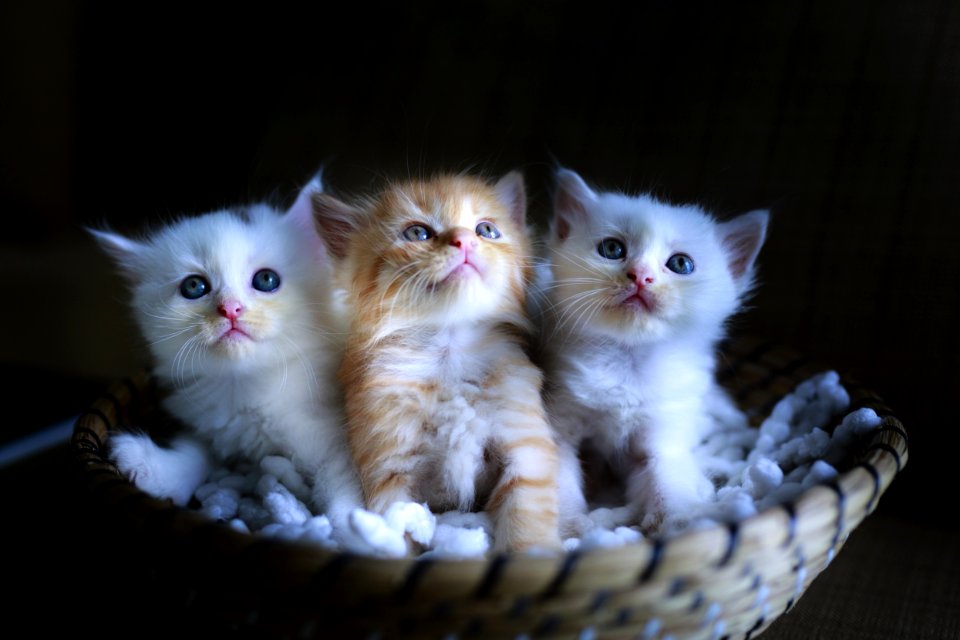 Cat Small To Medium Sized Cats Mammal Cat Like Mammal photo