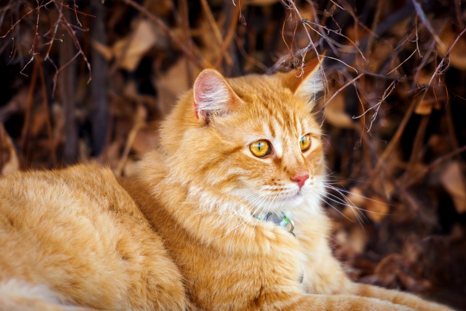 Cat Whiskers Fauna Mammal