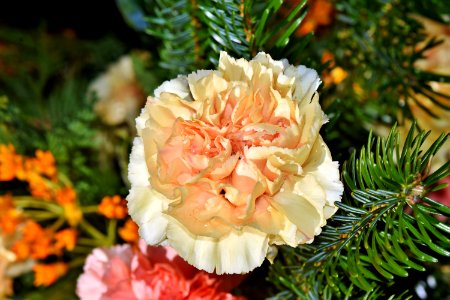 Flower Plant Flowering Plant Spring