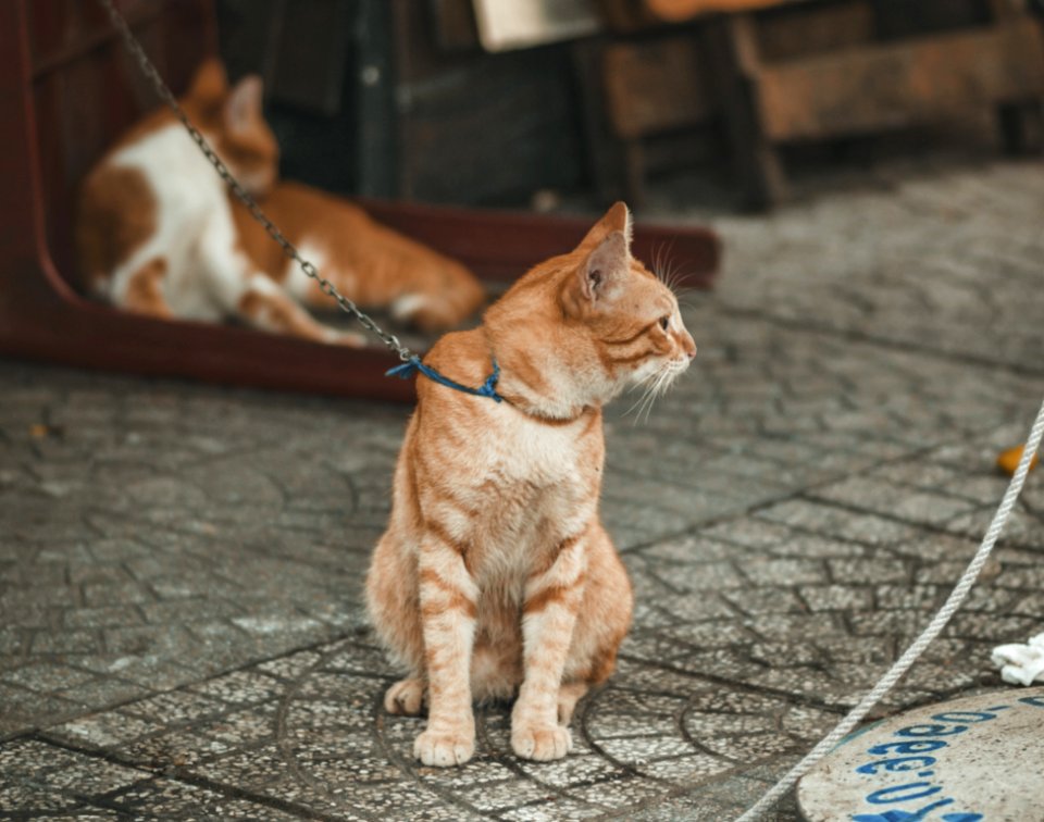 Photography Of Orange Tabby Cat