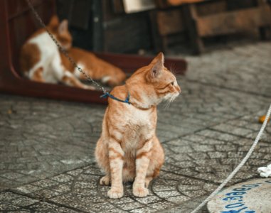 Photography Of Orange Tabby Cat photo