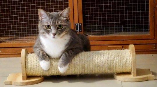 Photography Of Gray Tabby Cat