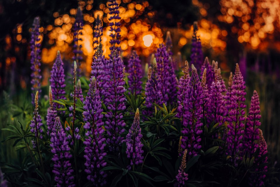 Shallow Focus Photo Of Lupines