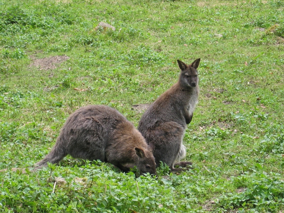 Australia marsupial mammal