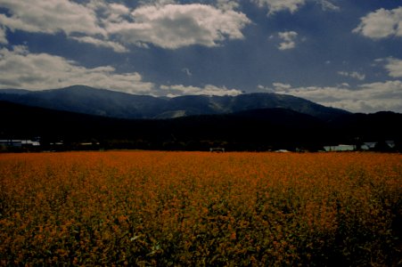 Photography Of Flower Field photo