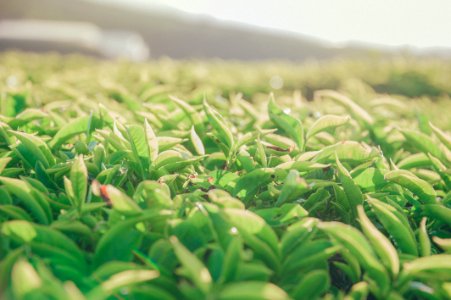 Close-Up Photography Of Plants