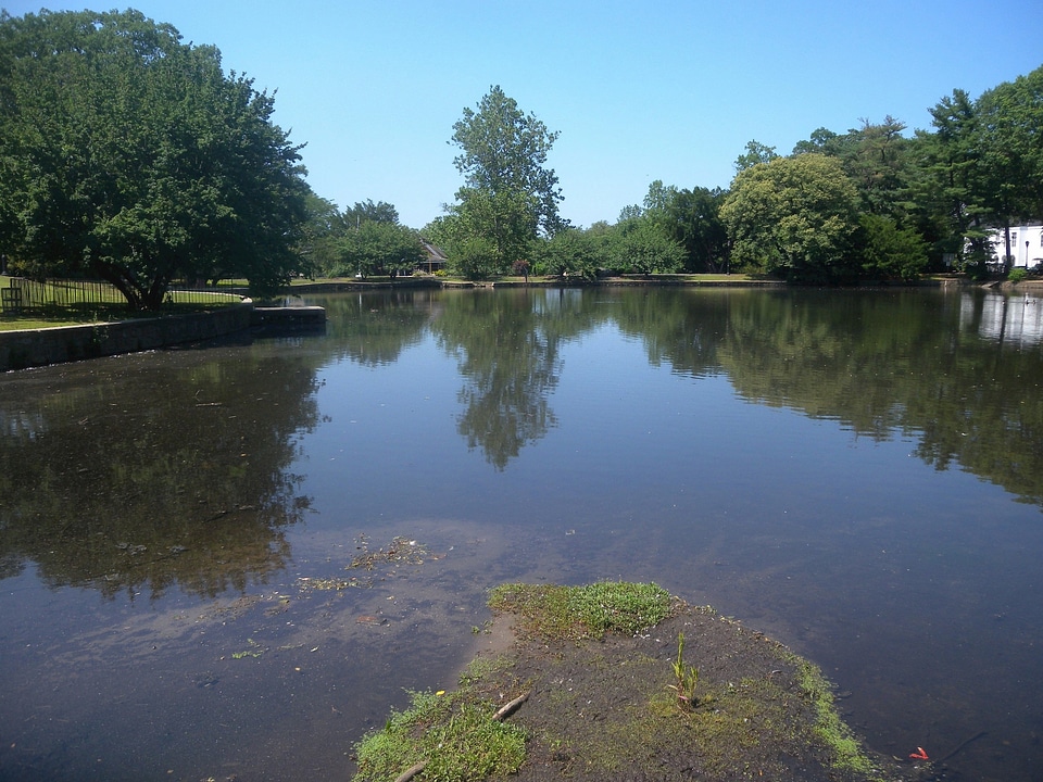Trees shoreline pond