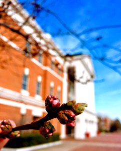 Close-up Photography Of Flower Buds photo