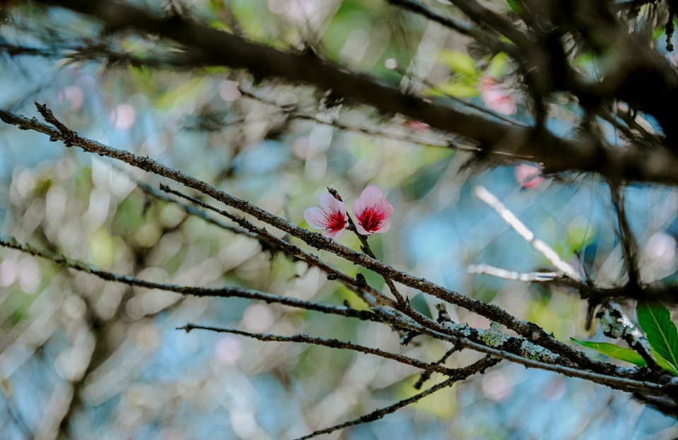 Photo Of Pink Magnolia Flowers