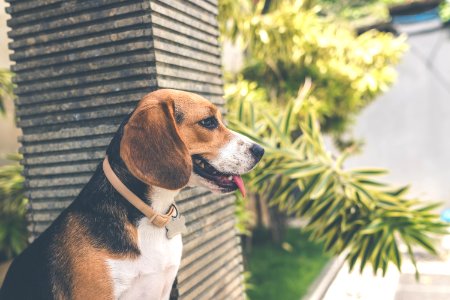 Adult Black White And Brown Beagle photo