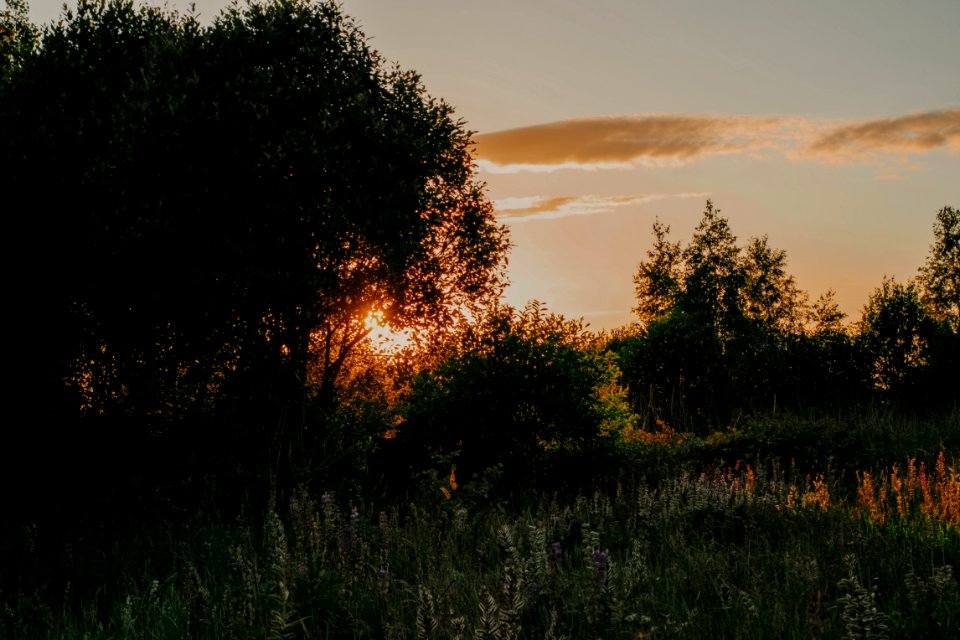 Grass Field And Trees During Sunset