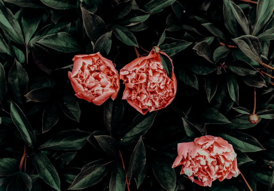 Pink Flowers With Green Leaves
