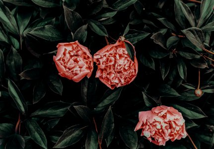 Pink Flowers With Green Leaves