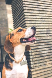Adult Black Brown And White Beagle photo