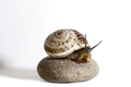 Brow Snail On Stone