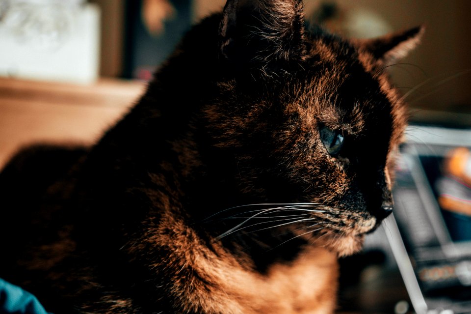 Shallow Focus Of Brown Cat